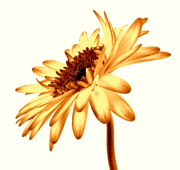 Gerbera — Zdjęcie stockowe