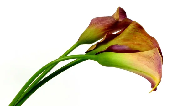 Calla. — Foto de Stock