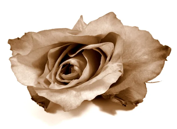 Rose — Stock Photo, Image