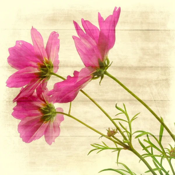 Cosmea — Stock Photo, Image