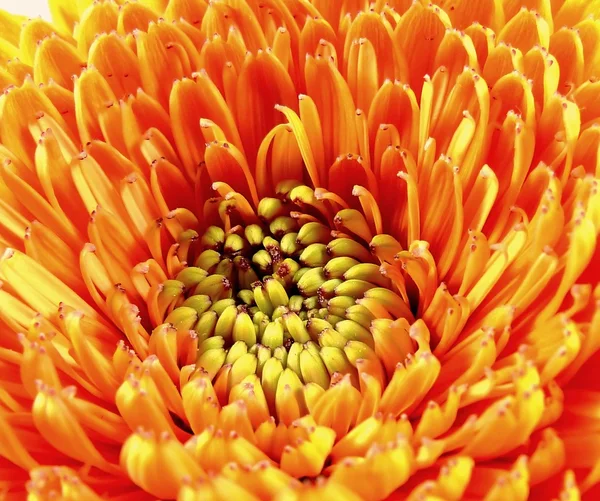 Chrysanthemum — Stock Photo, Image