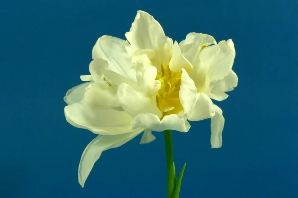 Tulipano bianco — Foto Stock