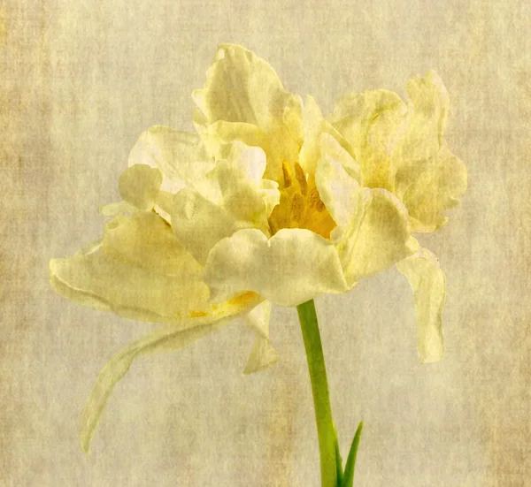 White tulip — Stock Photo, Image