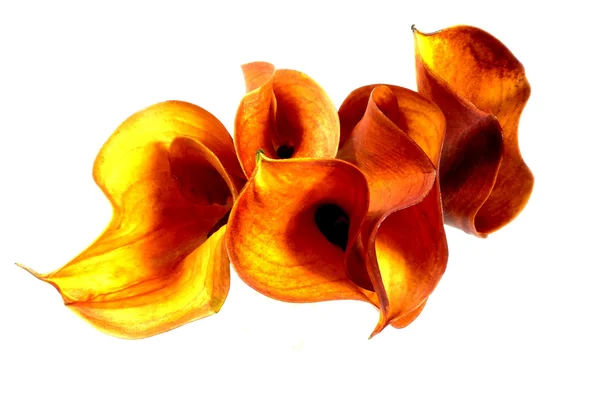 Calla — Stock Photo, Image