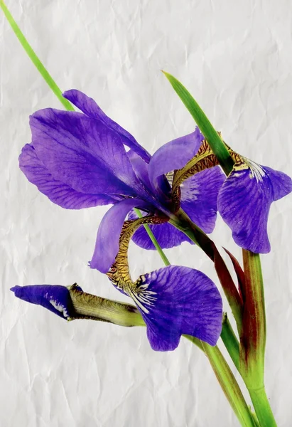 Iris. — Foto Stock