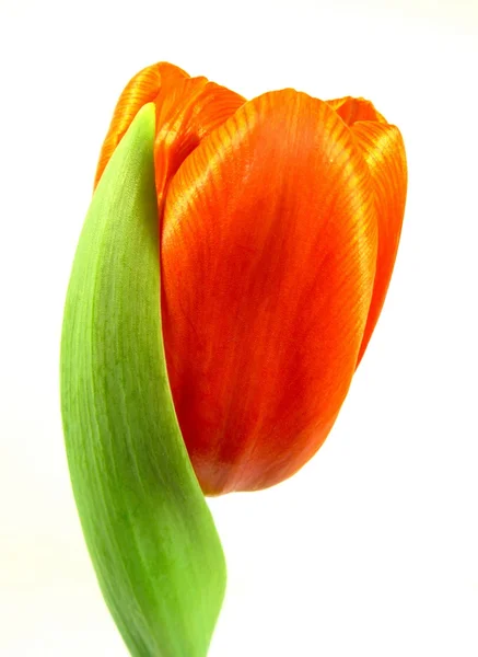 Tulip — стокове фото