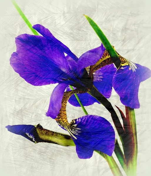 Iris — Stockfoto