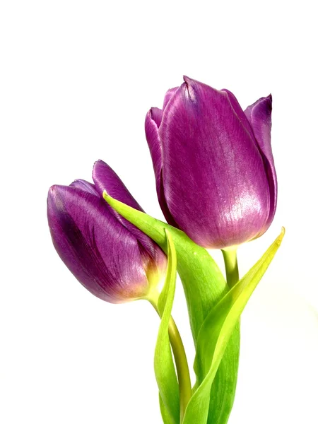 Mauve tulips — Stock Photo, Image