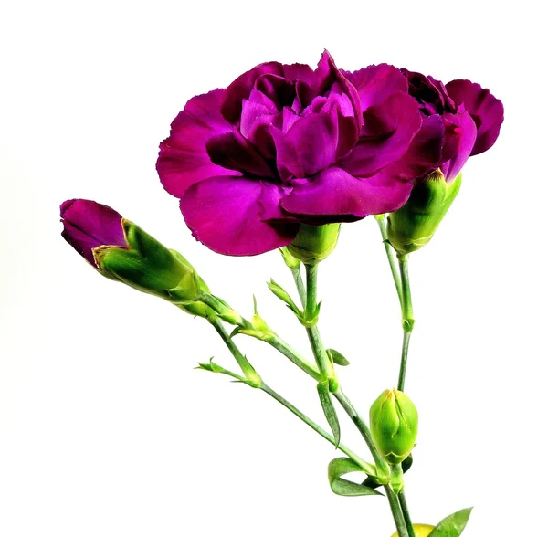 Carnation — Stock Photo, Image