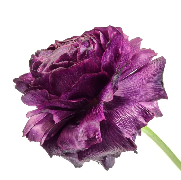 Ranunculus Royalty Free Stock Images