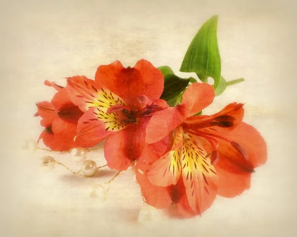 Red inkas lily — Stock Photo, Image