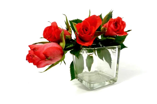 Red roses — Stock Photo, Image