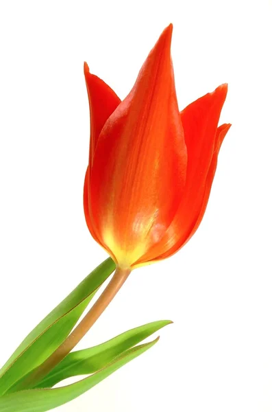 สีแดง TULIP — ภาพถ่ายสต็อก