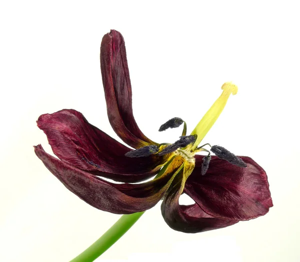 Wilting tulip — Stock Photo, Image
