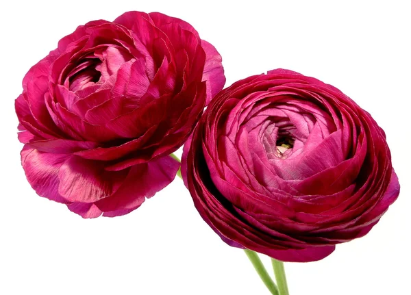 Ranunculus — Stock Photo, Image