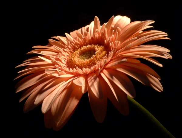 Turuncu gerbera