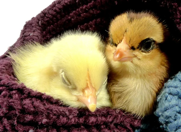 Fledgling Ліцензійні Стокові Фото