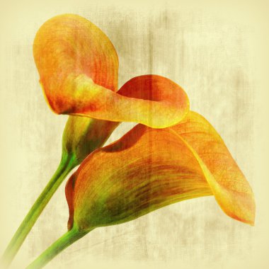 Calla