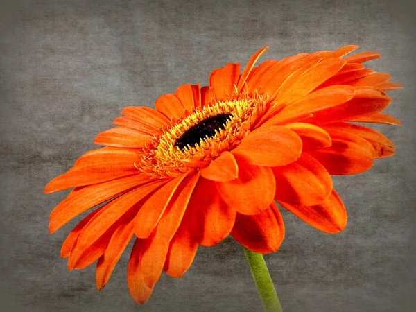 Gerbera — Stockfoto