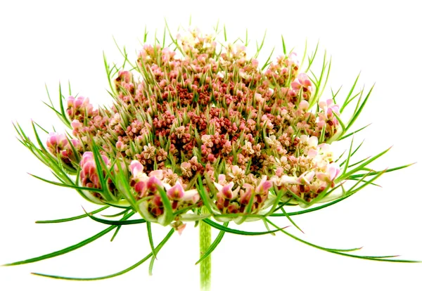 Wild carrot — Stock Photo, Image