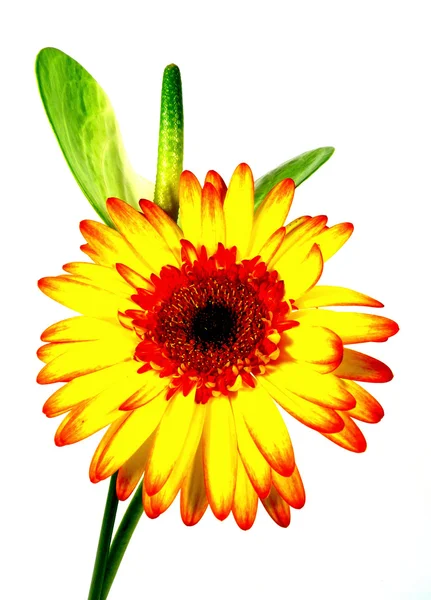 Gerbera ve anthurie — Stok fotoğraf