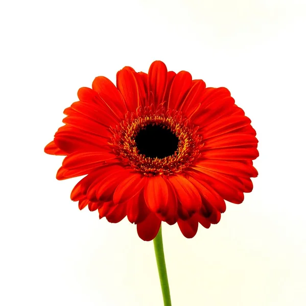 Röd gerbera — Stockfoto