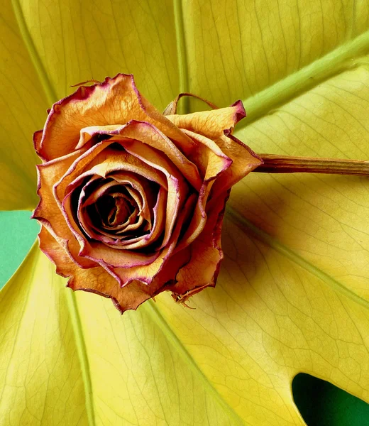 Wilting rose — Stock Photo, Image