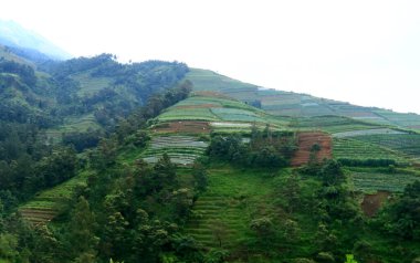 Vegetable land on the slopes of Mount Sumbing in Temanggung Village, Magelang Regency, Central Java. clipart