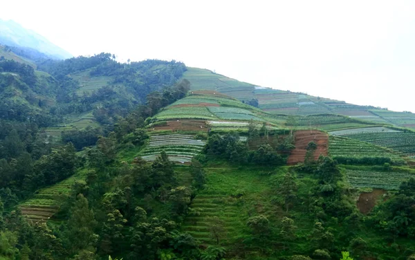 Gemüseland Den Hängen Des Berges Sumbing Dorf Temanggung Magelang Regency — Stockfoto