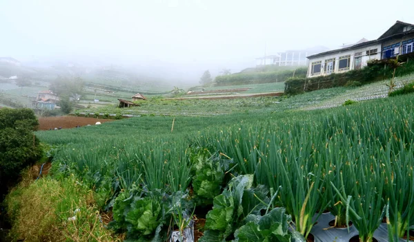 Vegetable Land Slopes Mount Sumbing Temanggung Village Magelang Regency Central — Stock Photo, Image