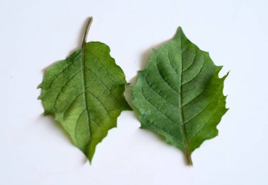 Beyaz arkaplanda altın çilek yaprağı veya cilek yaprağı.