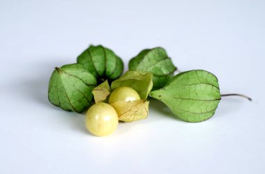 Physalis angulata meyvesi veya altın çilek, Endonezya 'da ciplukan olarak adlandırılır, beyaz arka planda.