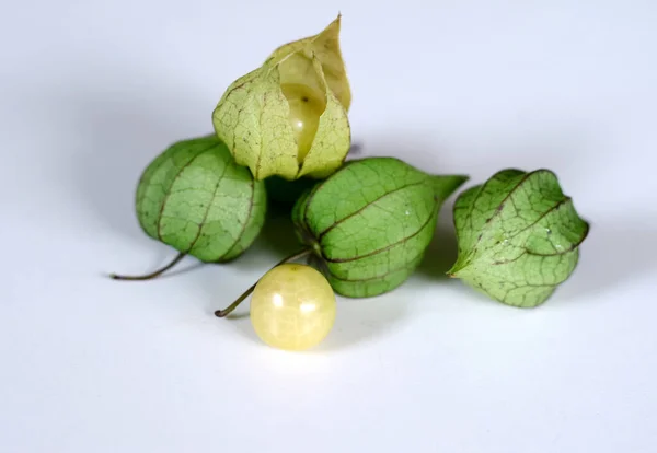 Physalis angulata fruit or golden berry, in Indonesia called ciplukan, on white background.