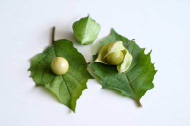 Endonezya 'da altın çilek ve yaprak, beyaz arka planda Ciplukan olarak adlandırılır.