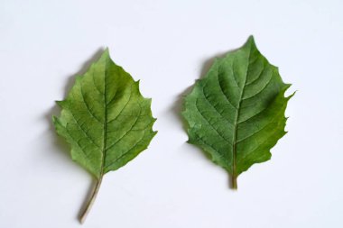 Beyaz arkaplanda altın çilek yaprağı veya cilek yaprağı.