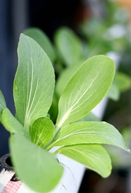 Hidroponik sistem üzerindeki bok choy veya pak choi bitkileri (Çin lahanası türü).