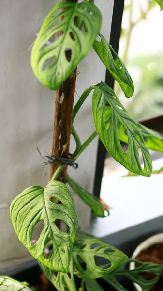 Adanson的Monstera Plant或Monstera Adansonii 在印度尼西亚也被称为瑞士奶酪工厂和Janda Bolong 免版税图库图片