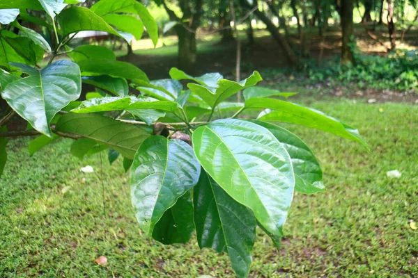 Leaf Canarium Nut Canariym Indicum Kenari — Stock Photo, Image