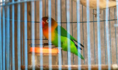 Fischer 's Lovebird veya Agapornis kafeste..