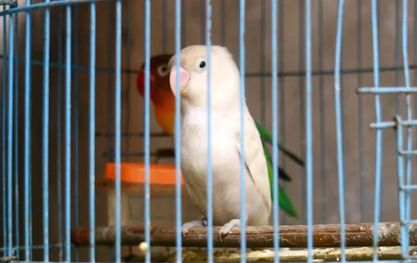 Lovebird Agapornis Στο Κλουβί — Φωτογραφία Αρχείου