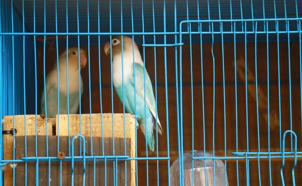 Inseparable Cabeza Gris Agapornis Jaula Los Pájaros —  Fotos de Stock