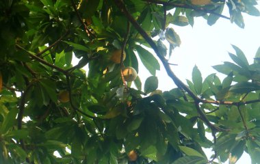 Bogor, Endonezya 'daki ağaçta kek meyvesi ya da kutu yetişiyor..