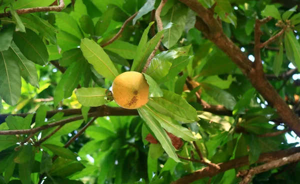 Frutta Cupcake Canistel Crescono Sull Albero Bogor Indonesia — Foto Stock