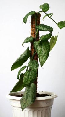 Hoya bitkisi beyaz arka planda bir tencerede.