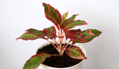 Beyaz arka planda Aglaonema Red Stardust bitkisi. 