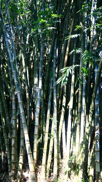 Bambuszfa Gyűjtemények Bogor Botanikus Kertjében Bogorban Nyugat Jáván Indonéziában — Stock Fotó