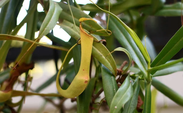 Plantas Jarro Tropicais Copos Macaco Bogor Java Ocidental Indonésia Indonésia — Fotografia de Stock