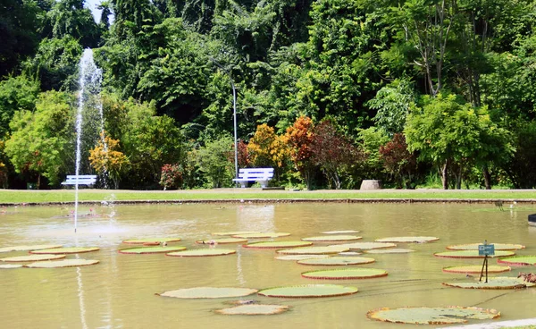 Loto Gigante Los Jardines Botánicos Bogor Kebun Raya Bogor Java — Foto de Stock