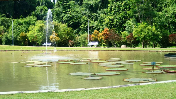Loto Gigante Los Jardines Botánicos Bogor Kebun Raya Bogor Java — Foto de Stock