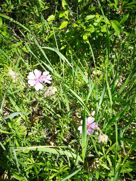 Natura Della Primavera Aprile Maggio Anno 2021 Uralsk Kazakistan — Foto Stock